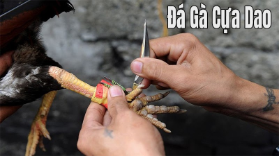 Cách chơi đá gà cựa dao Philippines chi tiết nhất